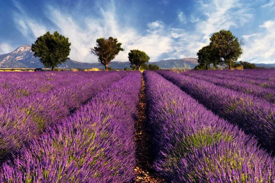lavender farms